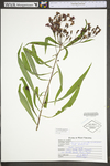 Vernonia gigantea ssp. gigantea by WV University Herbarium