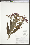 Vernonia gigantea ssp. gigantea by WV University Herbarium