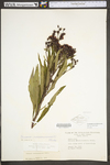 Vernonia noveboracensis by WV University Herbarium
