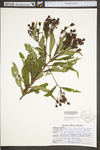 Vernonia noveboracensis by WV University Herbarium