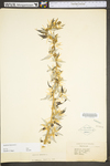 Xanthium spinosum by WV University Herbarium