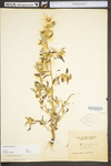 Xanthium spinosum by WV University Herbarium
