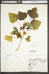 Xanthium strumarium var. canadense by WV University Herbarium