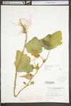 Xanthium strumarium var. canadense by WV University Herbarium
