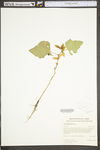 Xanthium strumarium var. glabratum by WV University Herbarium