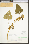 Xanthium strumarium var. glabratum by WV University Herbarium
