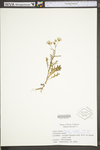 Senecio vulgaris by WV University Herbarium