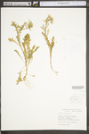 Senecio vulgaris by WV University Herbarium
