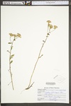 Sericocarpus asteroides by WV University Herbarium