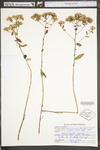 Sericocarpus asteroides by WV University Herbarium
