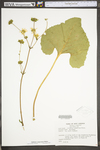 Silphium compositum var. reniforme by WV University Herbarium