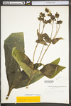 Silphium perfoliatum var. connatum by WV University Herbarium