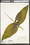 Silphium perfoliatum var. perfoliatum by WV University Herbarium