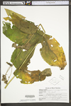 Silphium perfoliatum var. connatum by WV University Herbarium