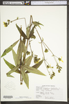 Silphium trifoliatum var. trifoliatum by WV University Herbarium