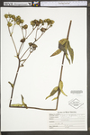 Silphium trifoliatum var. trifoliatum by WV University Herbarium