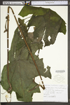Smallanthus uvedalius by WV University Herbarium