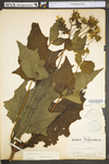 Smallanthus uvedalius by WV University Herbarium