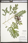 Senna hebecarpa by WV University Herbarium
