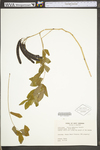 Senna hebecarpa by WV University Herbarium