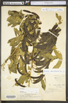 Senna marilandica by WV University Herbarium