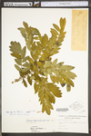Senna marilandica by WV University Herbarium