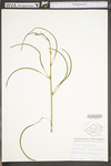 Senna obtusifolia by WV University Herbarium