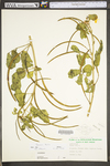 Senna obtusifolia by WV University Herbarium