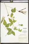 Strophostyles helvula by WV University Herbarium