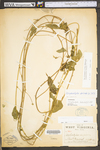Xyris torta by WV University Herbarium