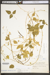 Strophostyles helvula by WV University Herbarium