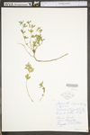 Stylosanthes biflora by WV University Herbarium