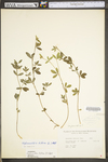 Stylosanthes biflora by WV University Herbarium