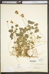 Trifolium repens by WV University Herbarium