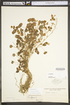 Trifolium repens by WV University Herbarium