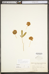 Trifolium virginicum by WV University Herbarium