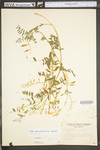Vicia caroliniana by WV University Herbarium