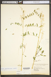 Vicia caroliniana by WV University Herbarium
