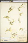 Vicia sativa ssp. nigra by WV University Herbarium