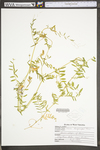 Vicia villosa ssp. varia by WV University Herbarium