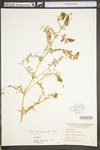 Vicia villosa ssp. varia by WV University Herbarium