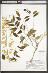 Wisteria floribunda by WV University Herbarium