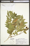 Wisteria floribunda by WV University Herbarium