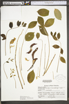 Wisteria frutescens by WV University Herbarium
