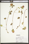 Trifolium pratense by WV University Herbarium