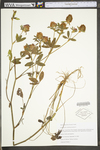 Trifolium pratense by WV University Herbarium