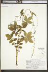 Agrimonia gryposepala by WV University Herbarium