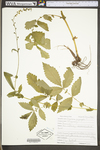 Agrimonia gryposepala by WV University Herbarium