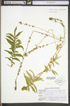 Agrimonia parviflora by WV University Herbarium