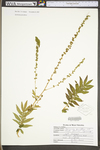Agrimonia parviflora by WV University Herbarium
